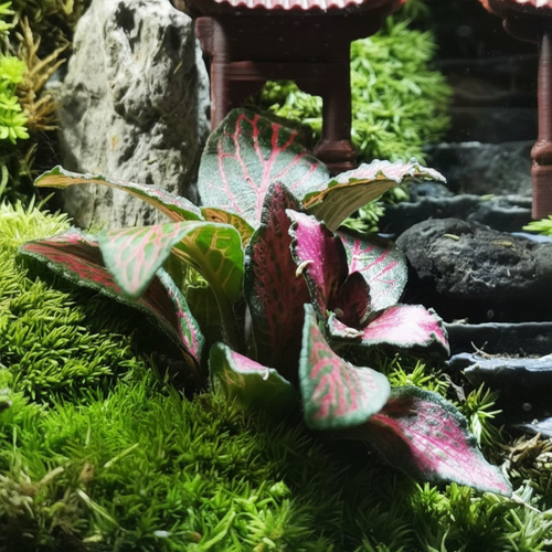 Colorful Caladium Detail